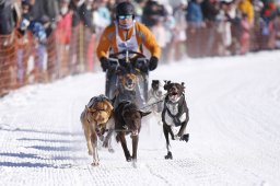 Lenk 2013